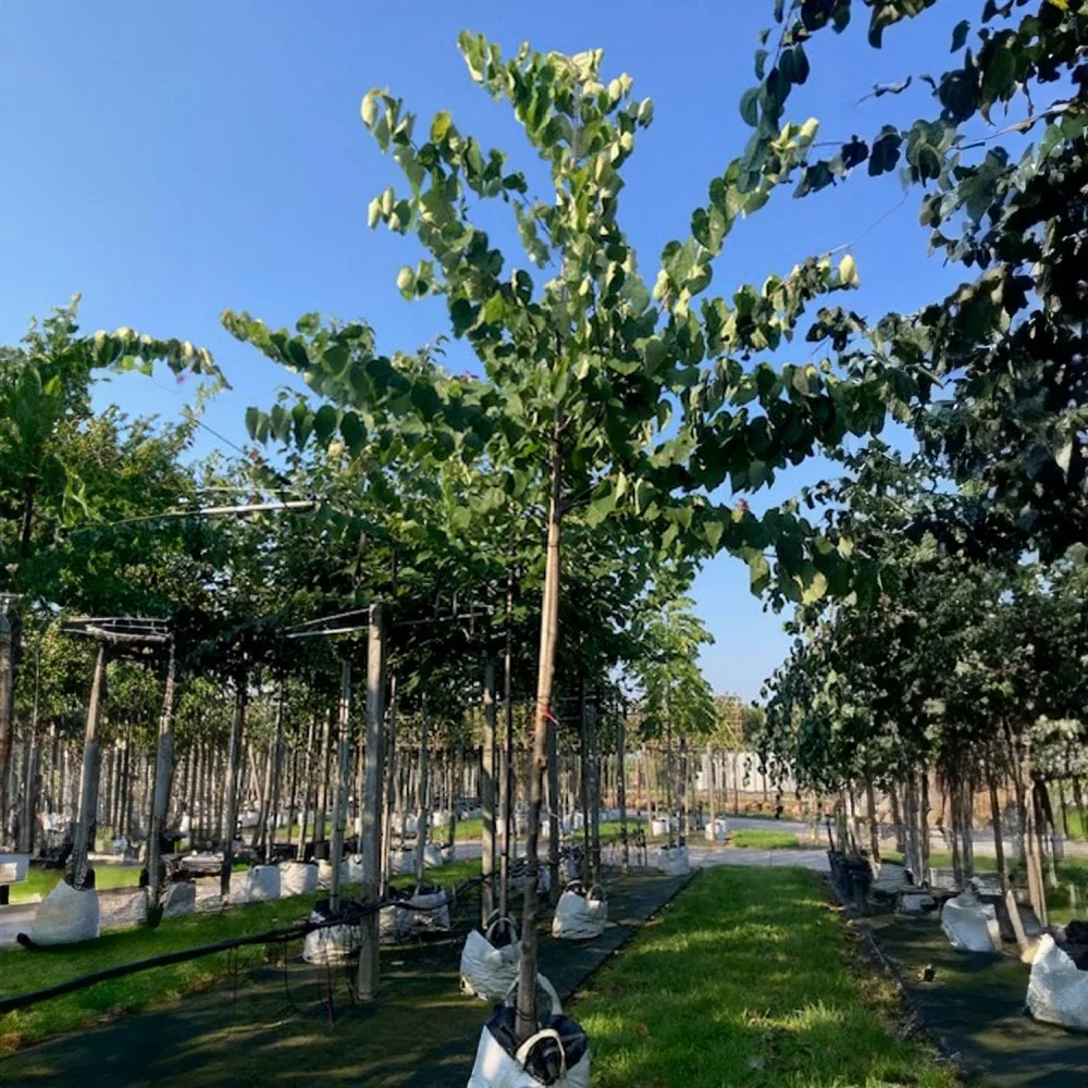 Cercis canadensis Tree - Image 4