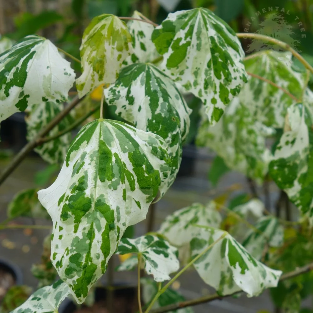 Cercis canadensis 'Alley Cat' Tree