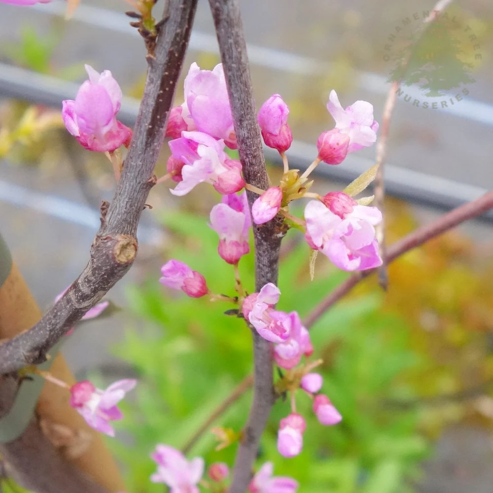 Cercis canadensis 'Alley Cat' Tree - Image 2
