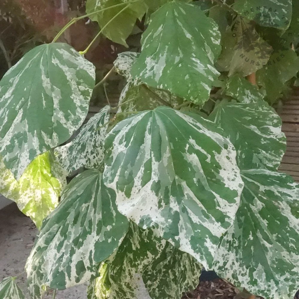 Cercis canadensis 'Alley Cat' Tree - Image 3