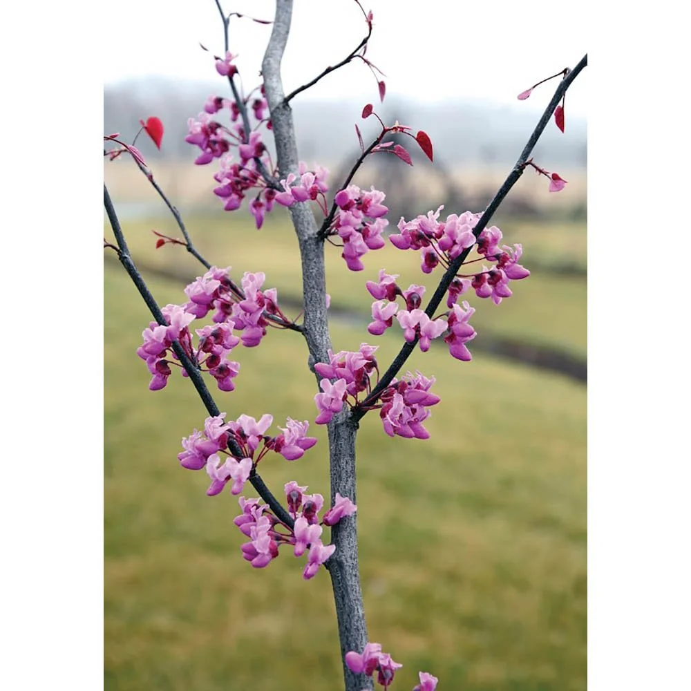 Cercis canadensis 'Carolina Sweetheart' Tree - Image 2