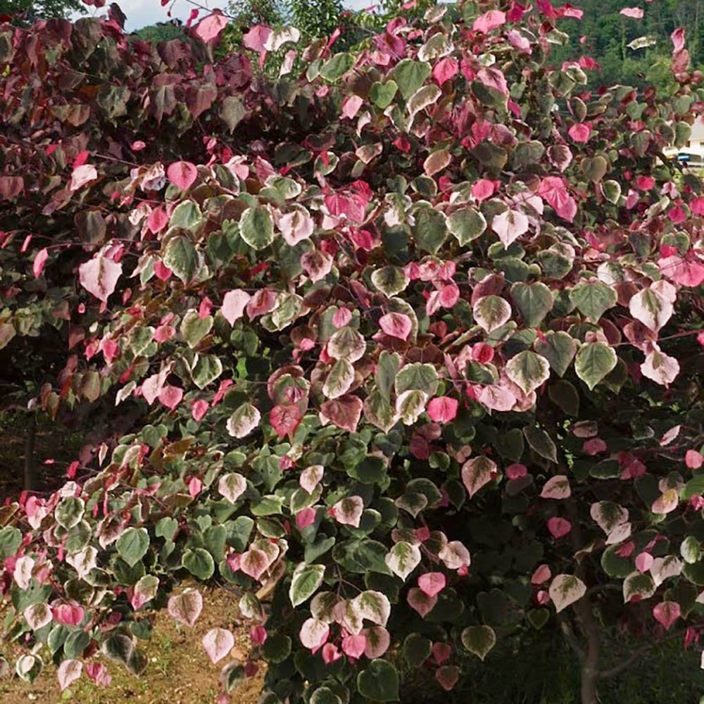 Cercis canadensis 'Carolina Sweetheart' Tree - Image 3