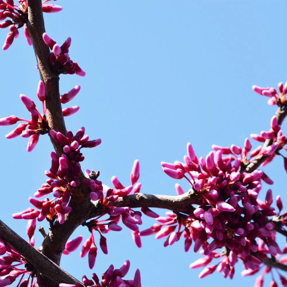 Cercis canadensis 'Cascading Hearts' Tree