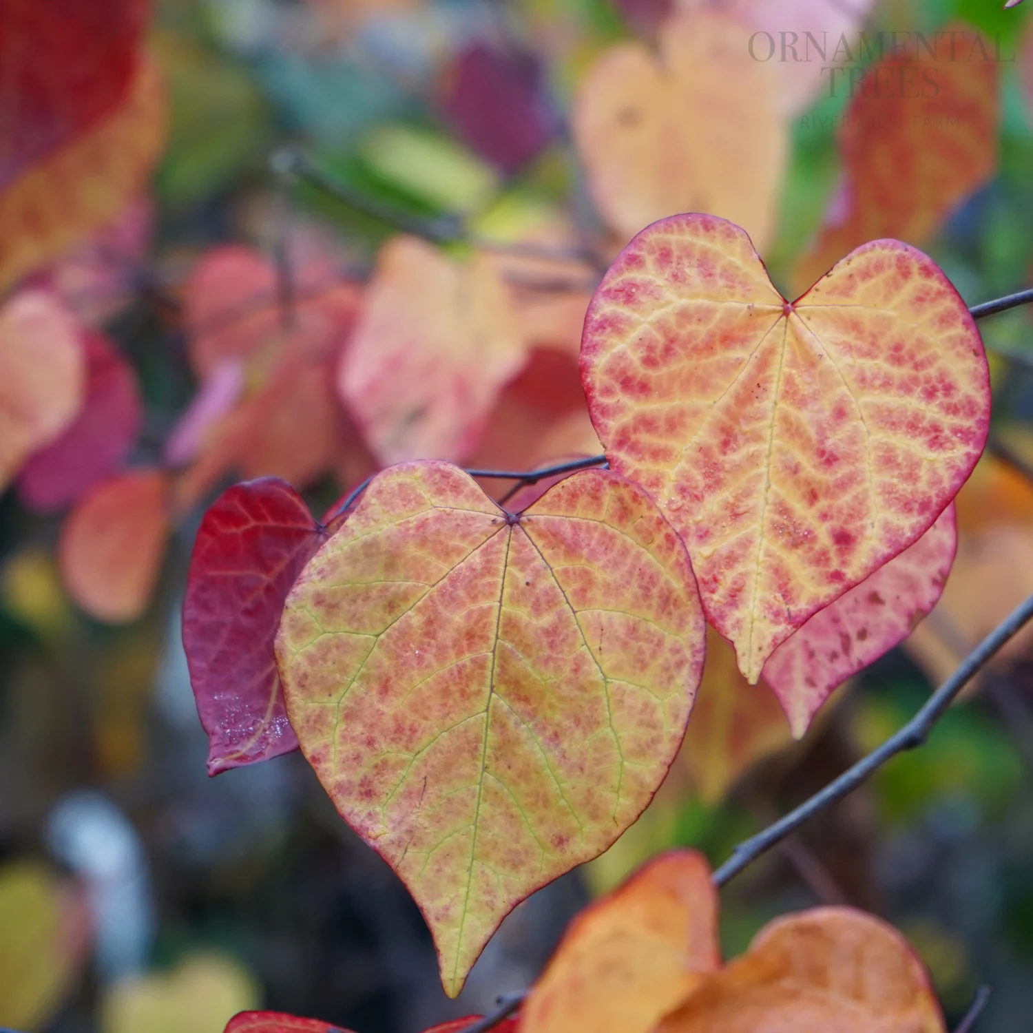 Cercis canadensis 'Eternal Flame' Tree - Image 3