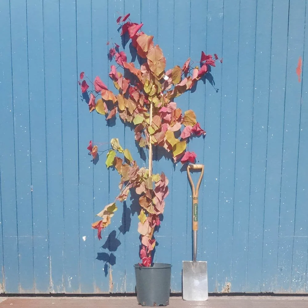 Cercis canadensis 'Eternal Flame' Tree - Image 4