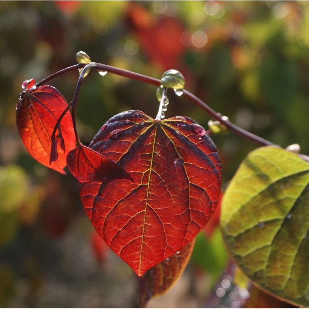 Cercis canadensis 'Forest Pansy' Tree