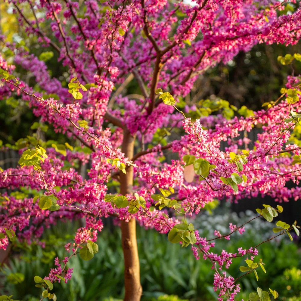 Cercis canadensis 'Forest Pansy' Tree - Image 2