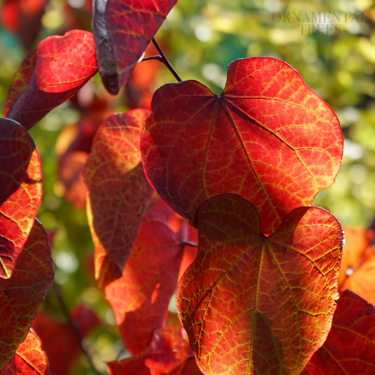 Cercis canadensis 'Forest Pansy' Tree - Image 3