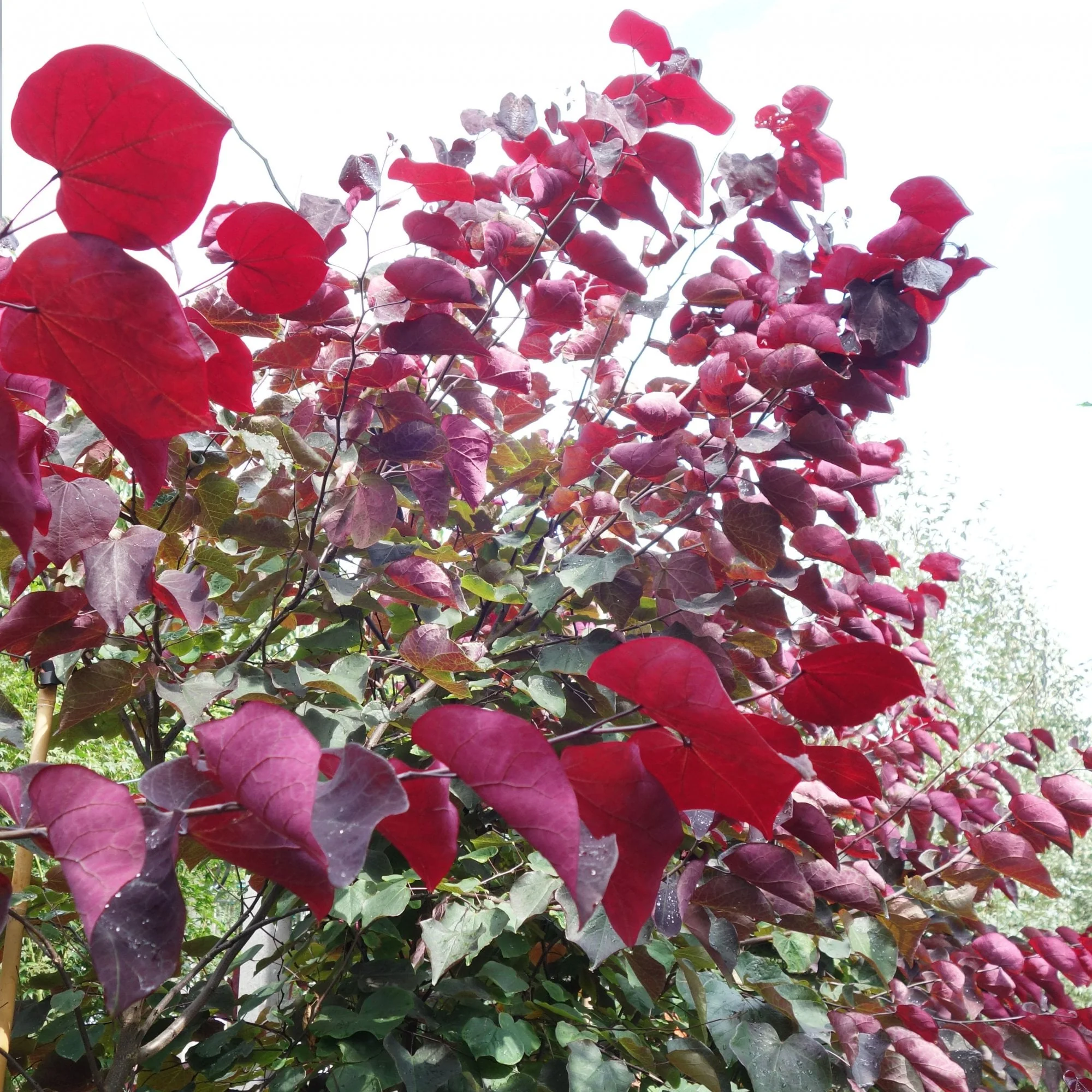 Cercis canadensis 'Forest Pansy' Tree - Image 4