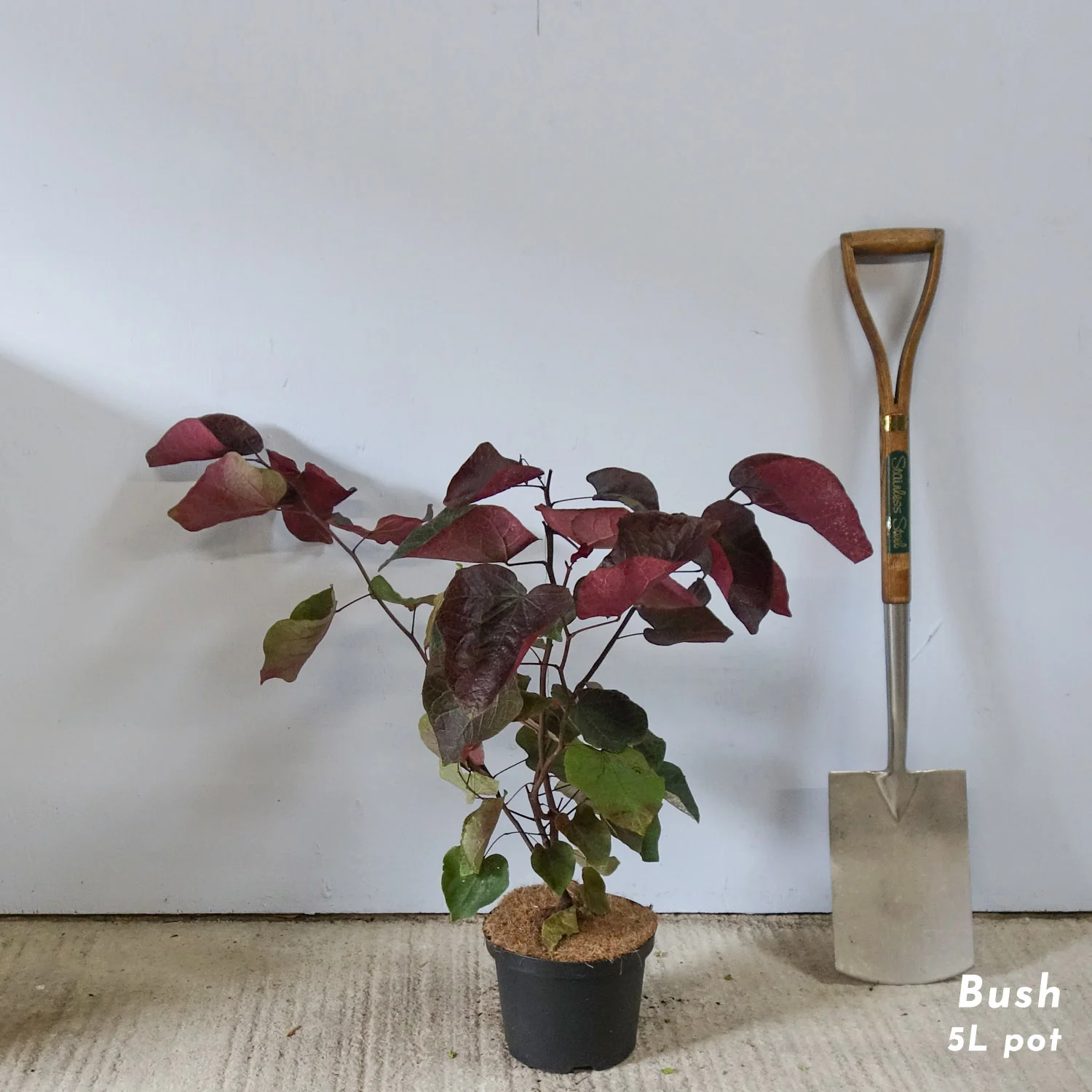 Cercis canadensis 'Forest Pansy' Tree - Image 5