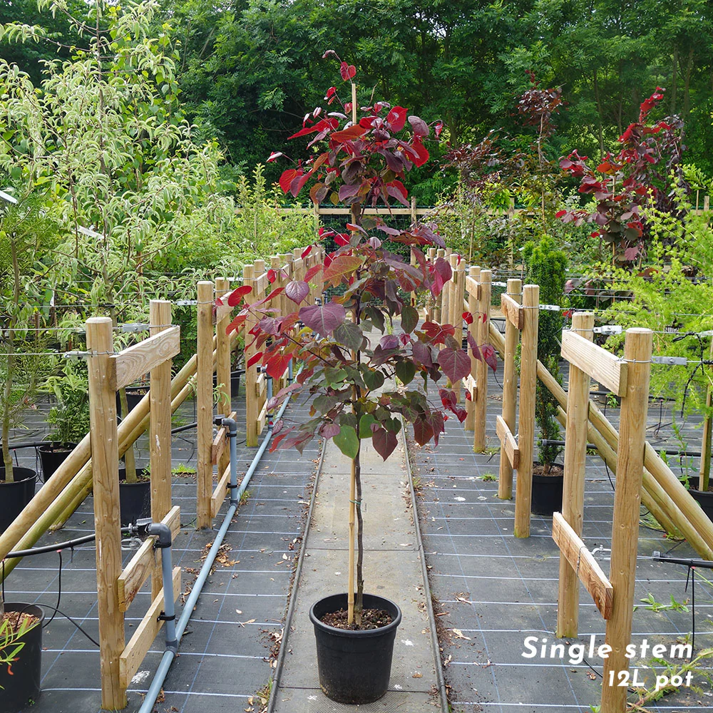 Cercis canadensis 'Forest Pansy' Tree - Image 6