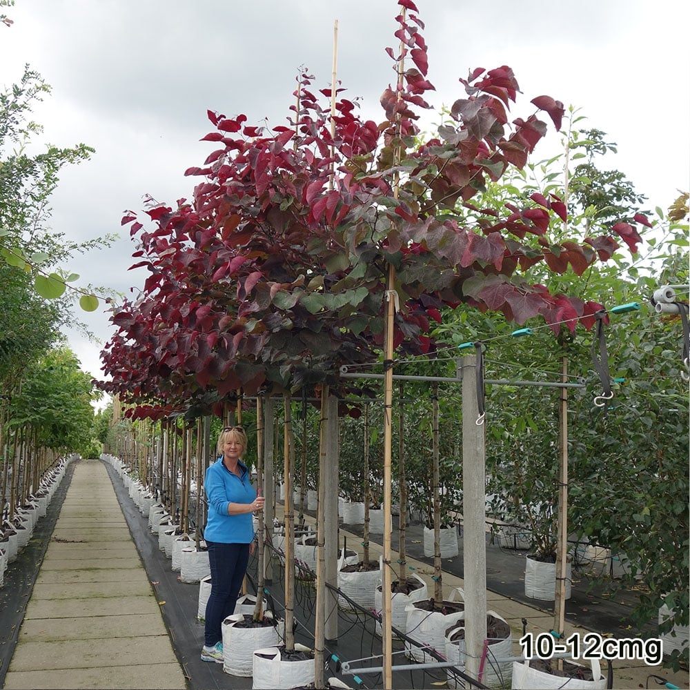 Cercis canadensis 'Forest Pansy' Tree - Image 8