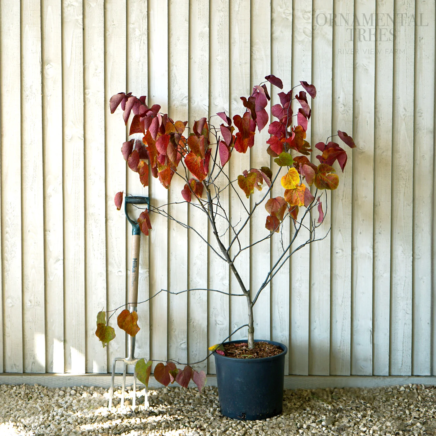 Cercis canadensis 'Forest Pansy' Tree - Image 9
