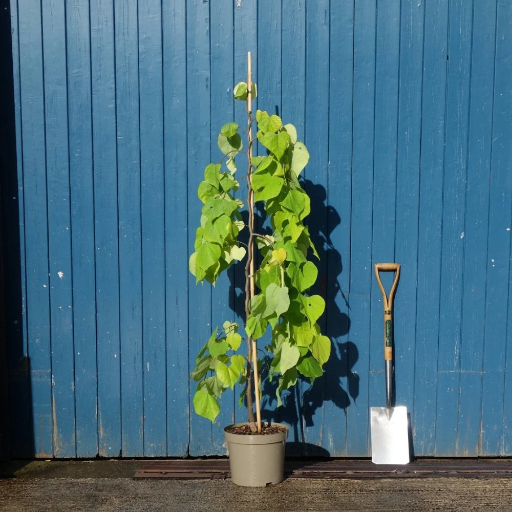 Cercis canadensis Golden Falls Tree - Image 3