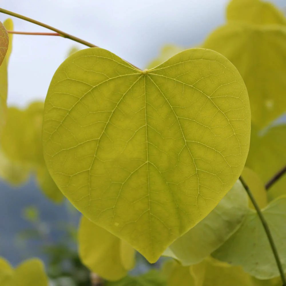 Cercis canadensis 'Hearts of Gold' Tree - Image 3
