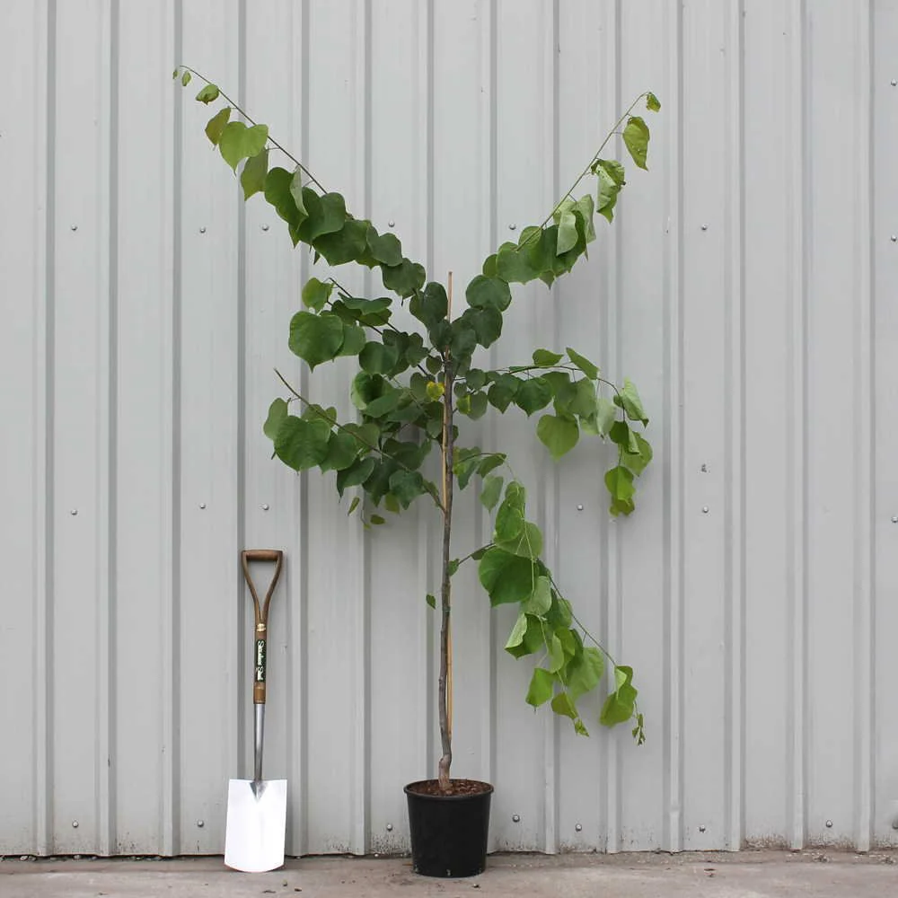 Cercis canadensis 'Hearts of Gold' Tree - Image 4