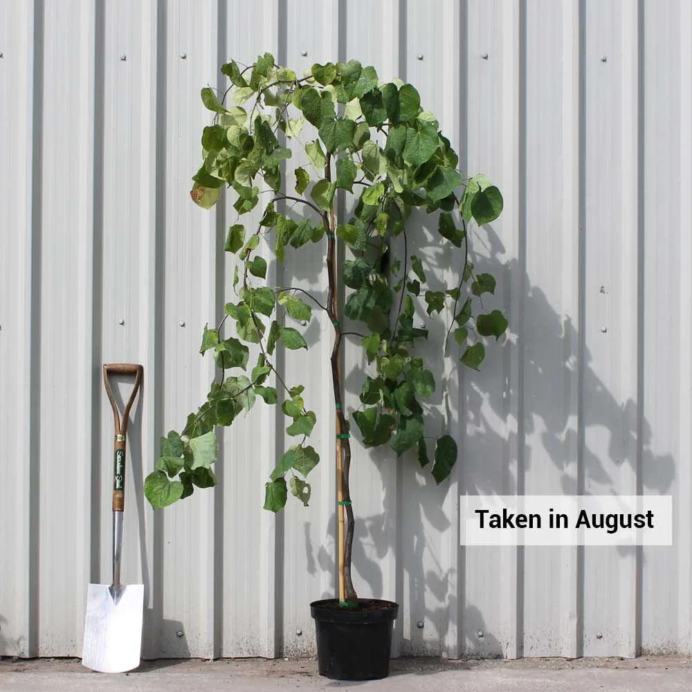 Cercis canadensis 'Lavender Twist' Tree - Image 6