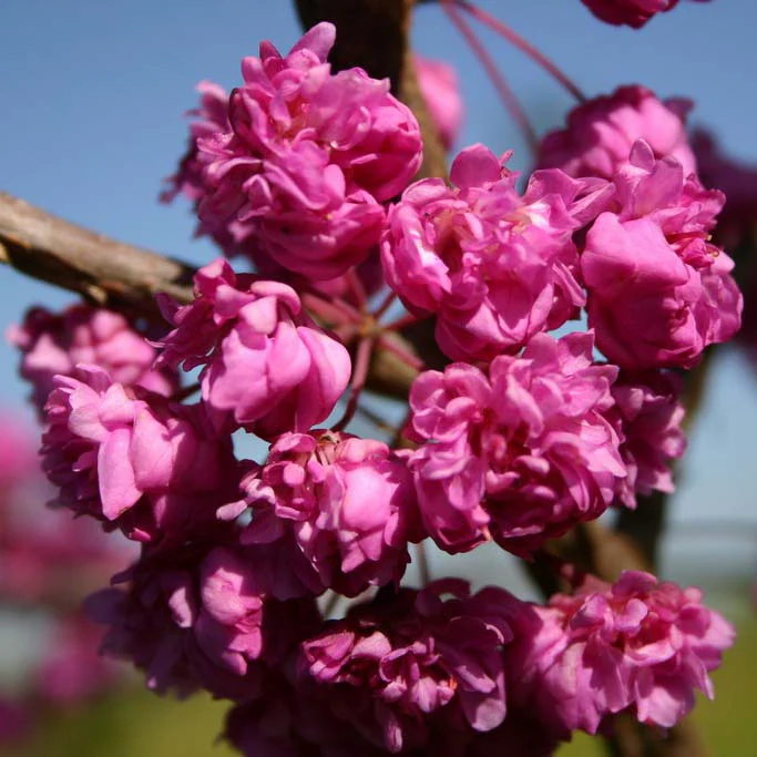 Cercis canadensis 'Pink Pom Poms' Tree