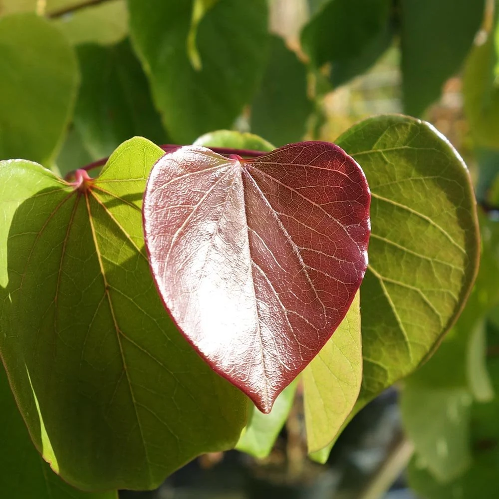 Cercis canadensis 'Pink Pom Poms' Tree - Image 2