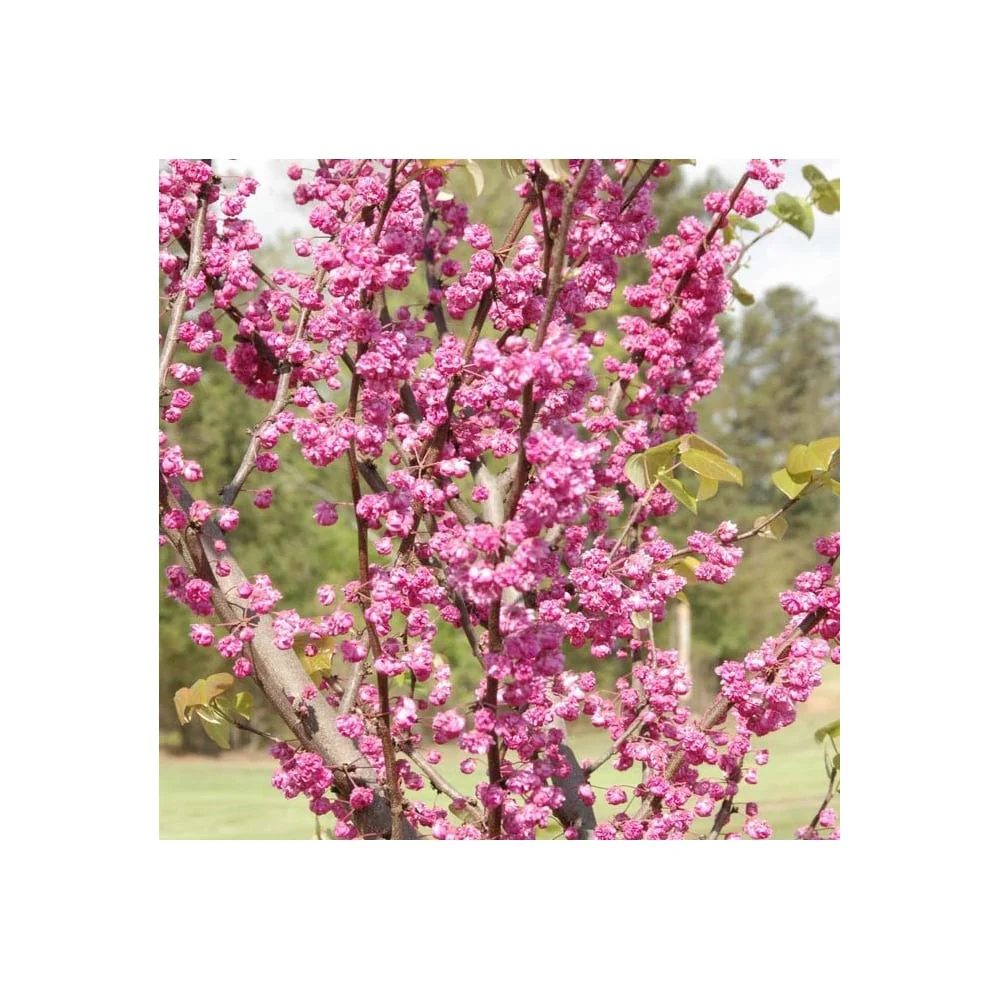 Cercis canadensis 'Pink Pom Poms' Tree - Image 3