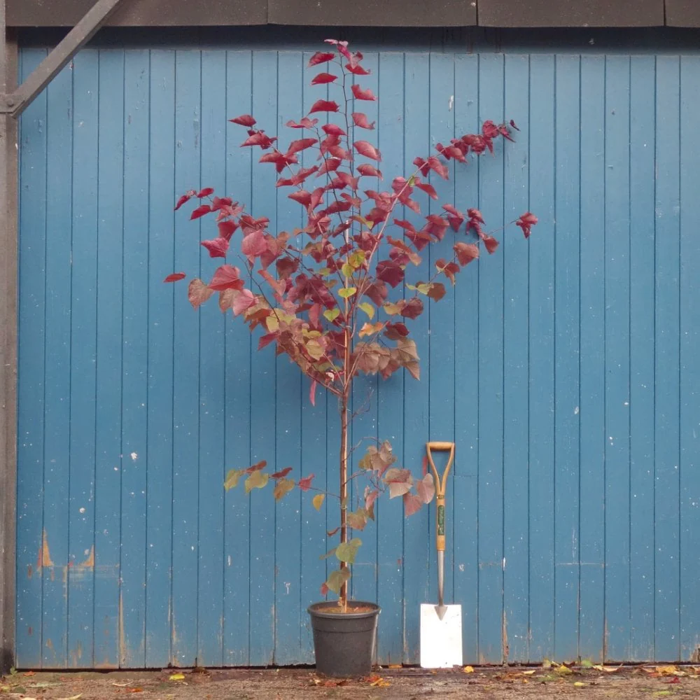 Cercis canadensis 'Red Force' Tree - Image 4