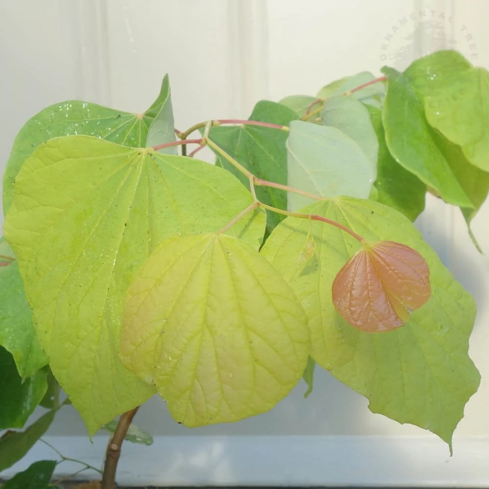 Cercis canadensis 'Rising Sun' Tree - Image 2