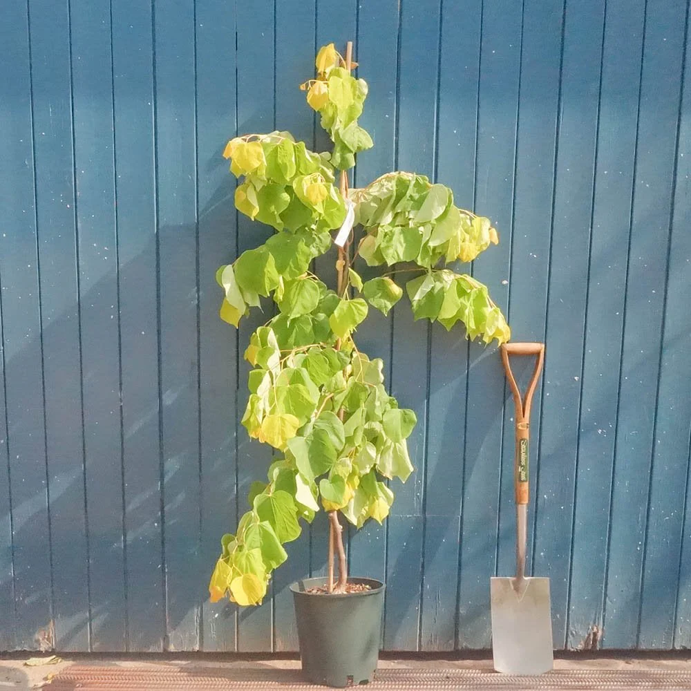 Cercis canadensis 'Rising Sun' Tree - Image 3