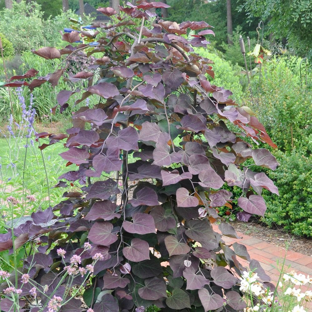 Cercis canadensis 'Ruby Falls' Tree - Image 3