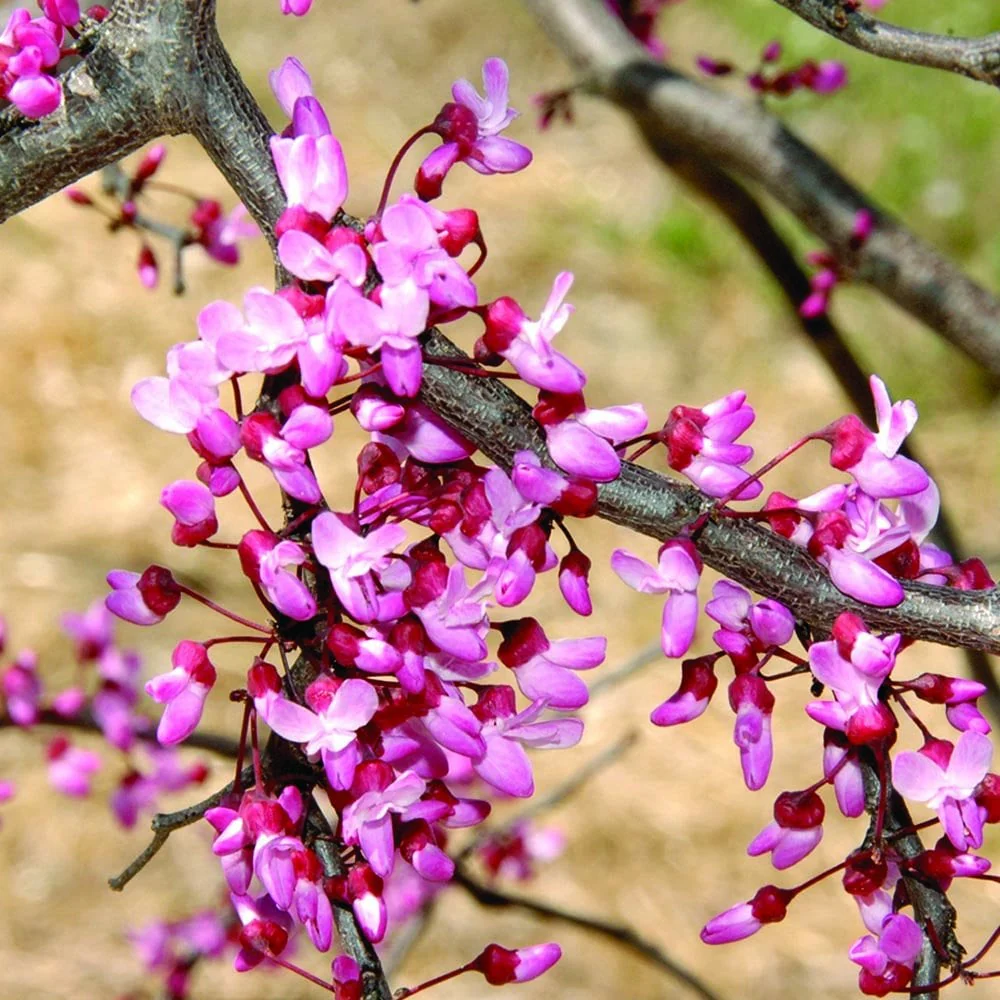 Cercis canadensis 'Ruby Falls' Tree - Image 4