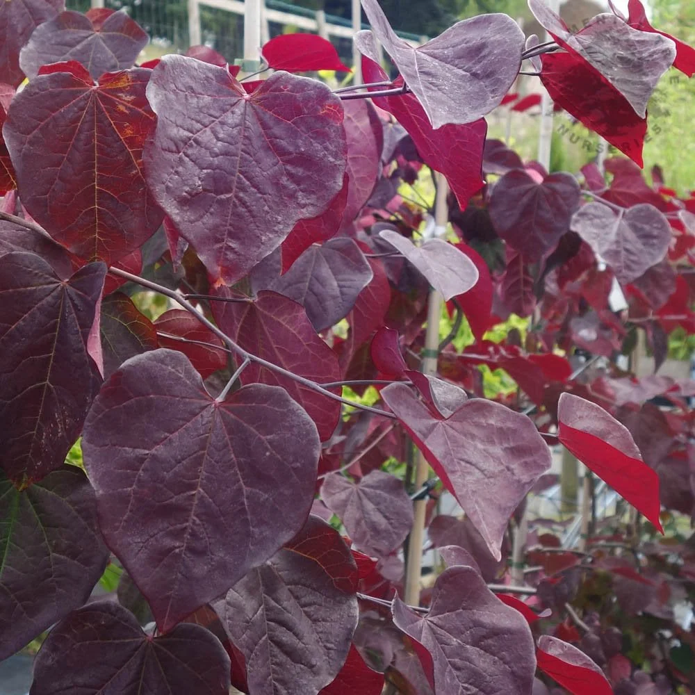 Cercis canadensis 'Ruby Falls' Tree - Image 5