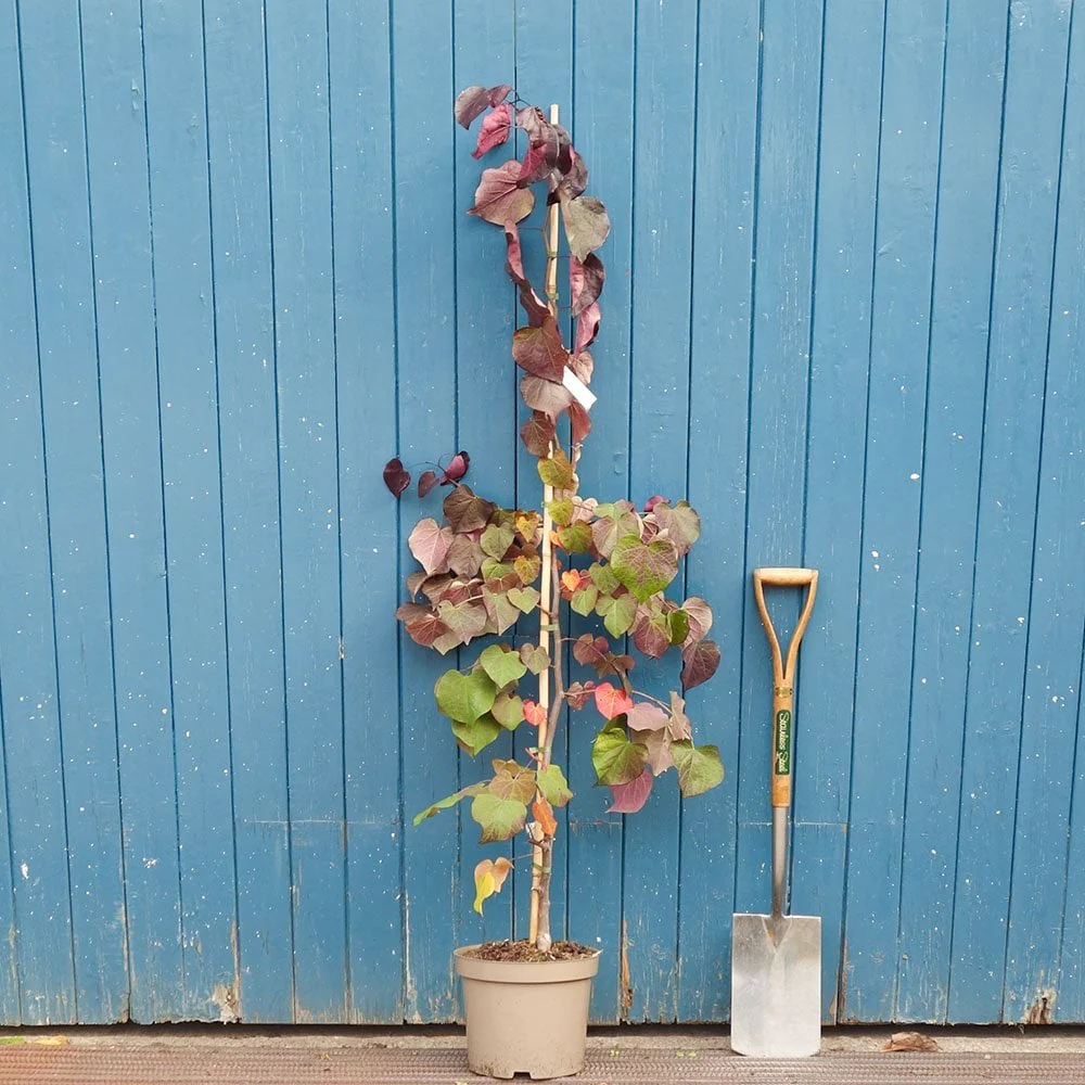 Cercis canadensis 'Ruby Falls' Tree - Image 6