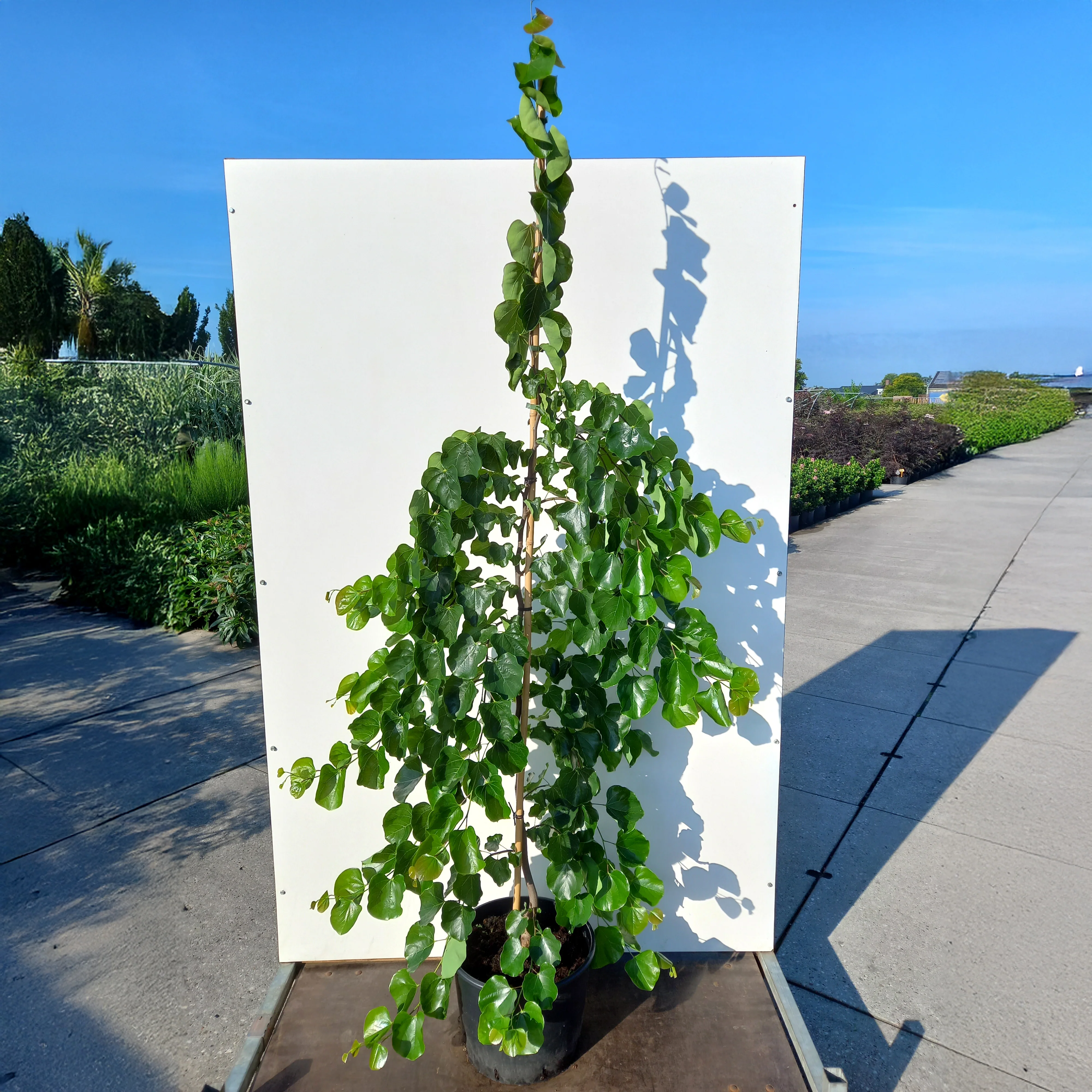 Cercis canadensis 'Traveller' - Image 3
