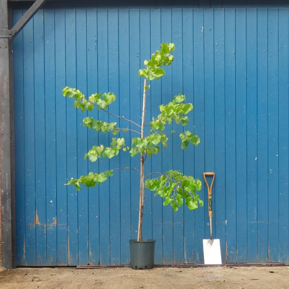 Cercis canadensis var. texensis 'Texas White' - Image 3