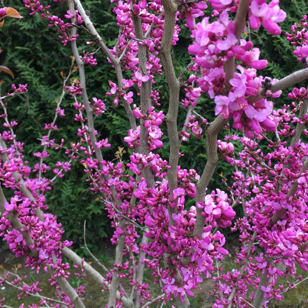 Cercis chinensis 'Avondale' Tree