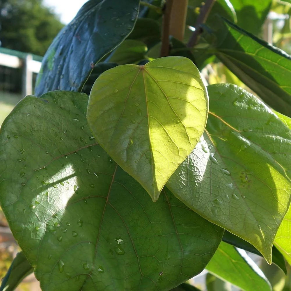 Cercis chinensis 'Avondale' Tree - Image 2