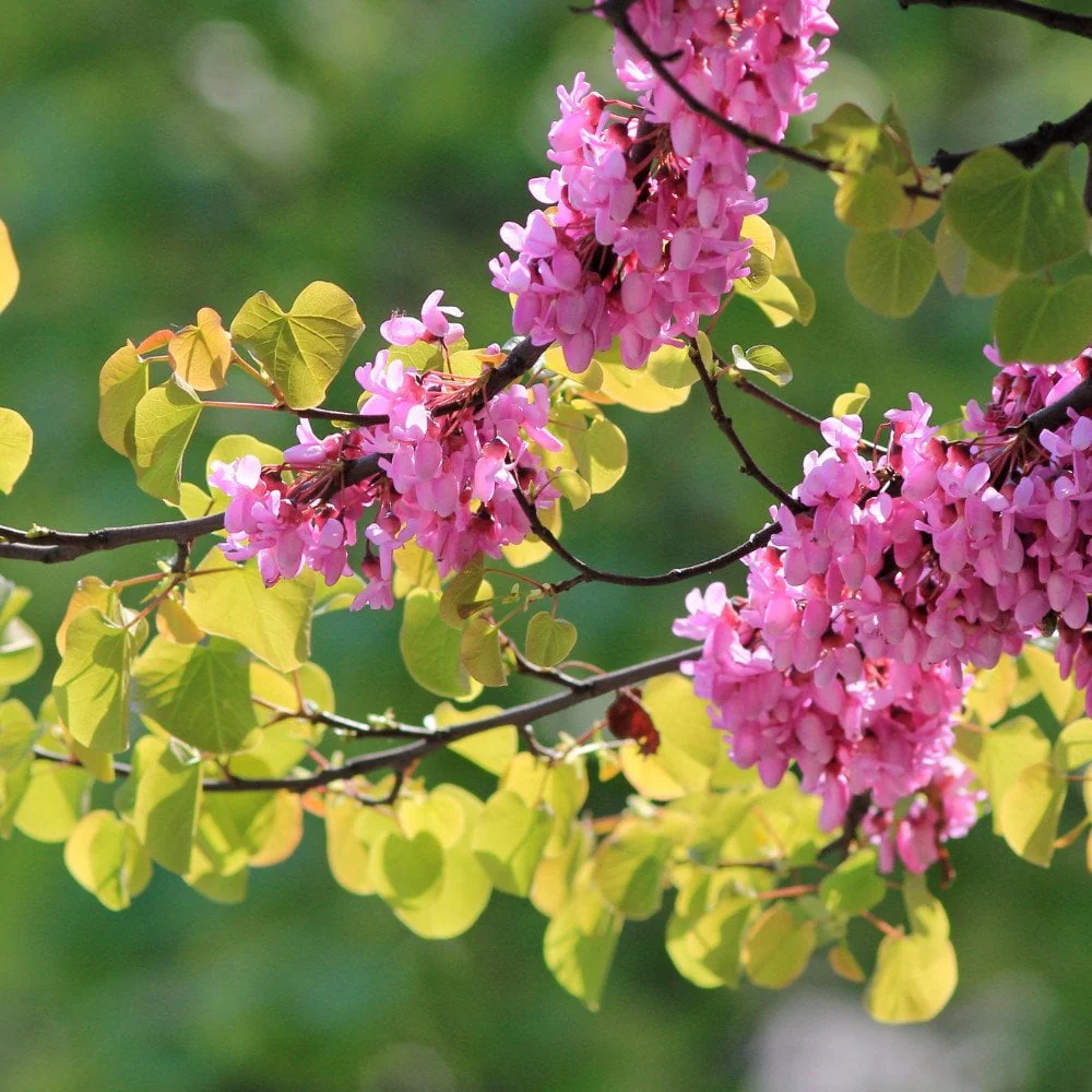Cercis siliquastrum Tree