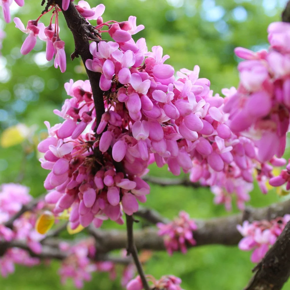 Cercis siliquastrum Tree - Image 2
