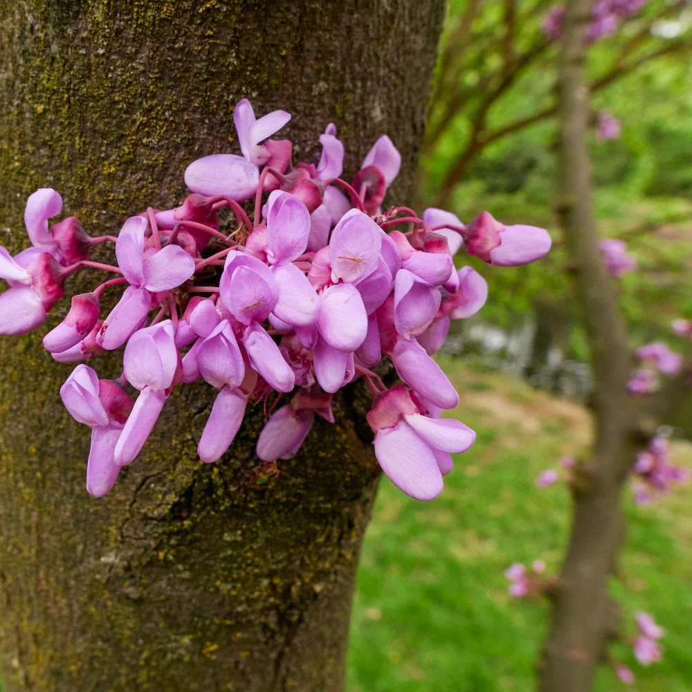 Cercis siliquastrum Tree - Image 3