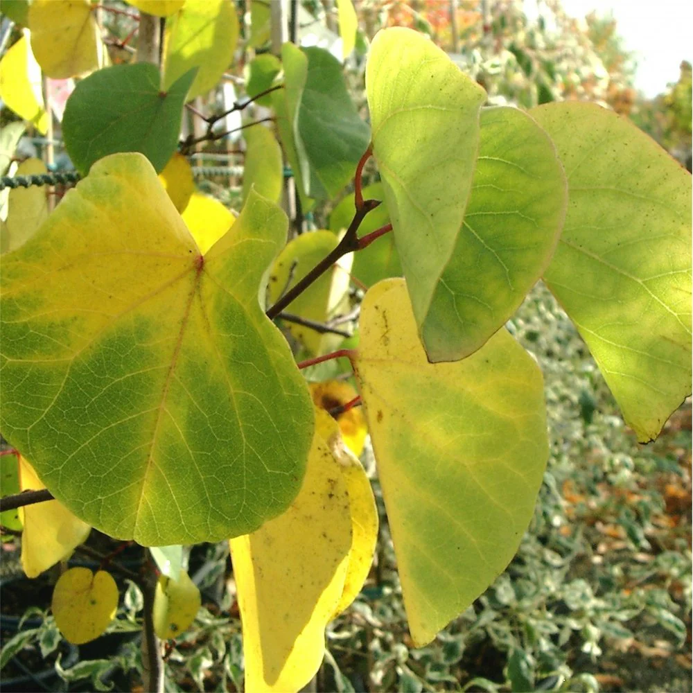 Cercis siliquastrum Tree - Image 4
