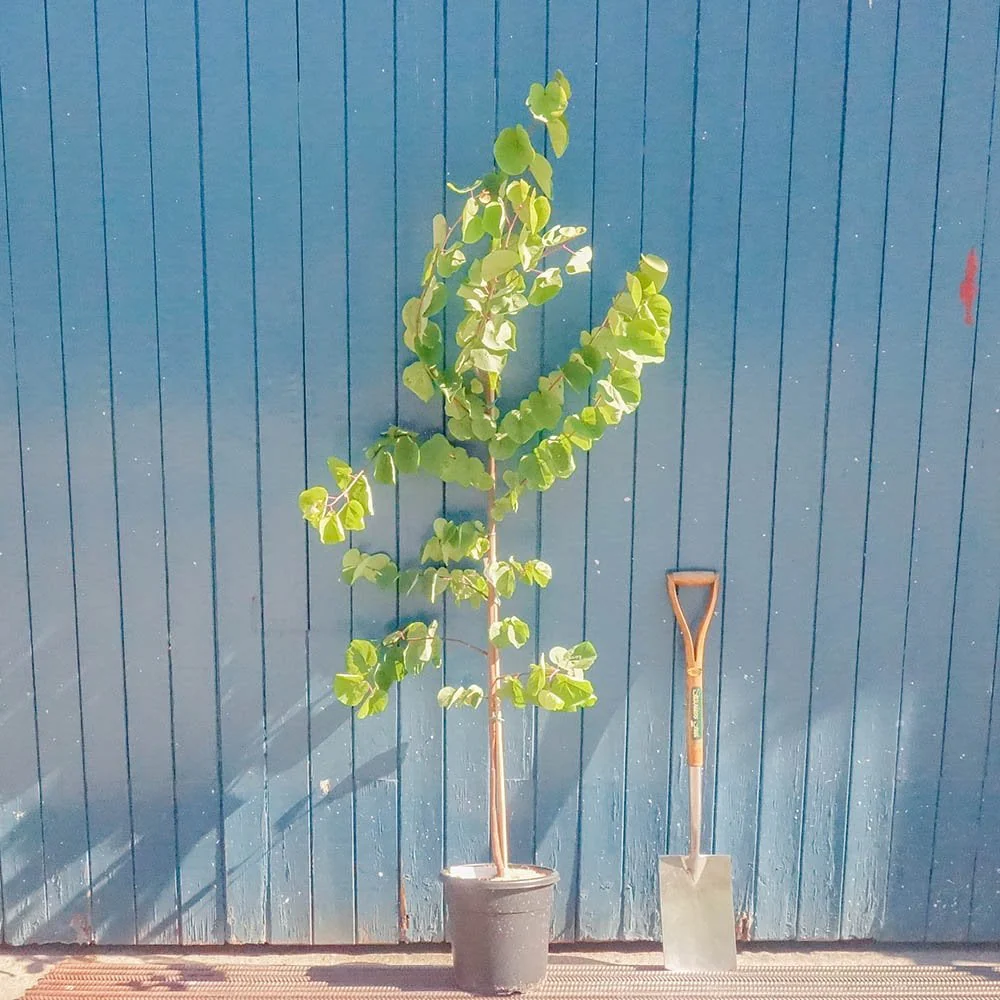 Cercis siliquastrum Tree - Image 5