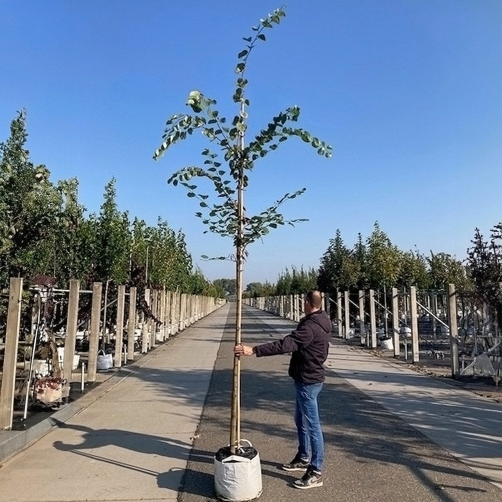 Cercis siliquastrum Tree - Image 6