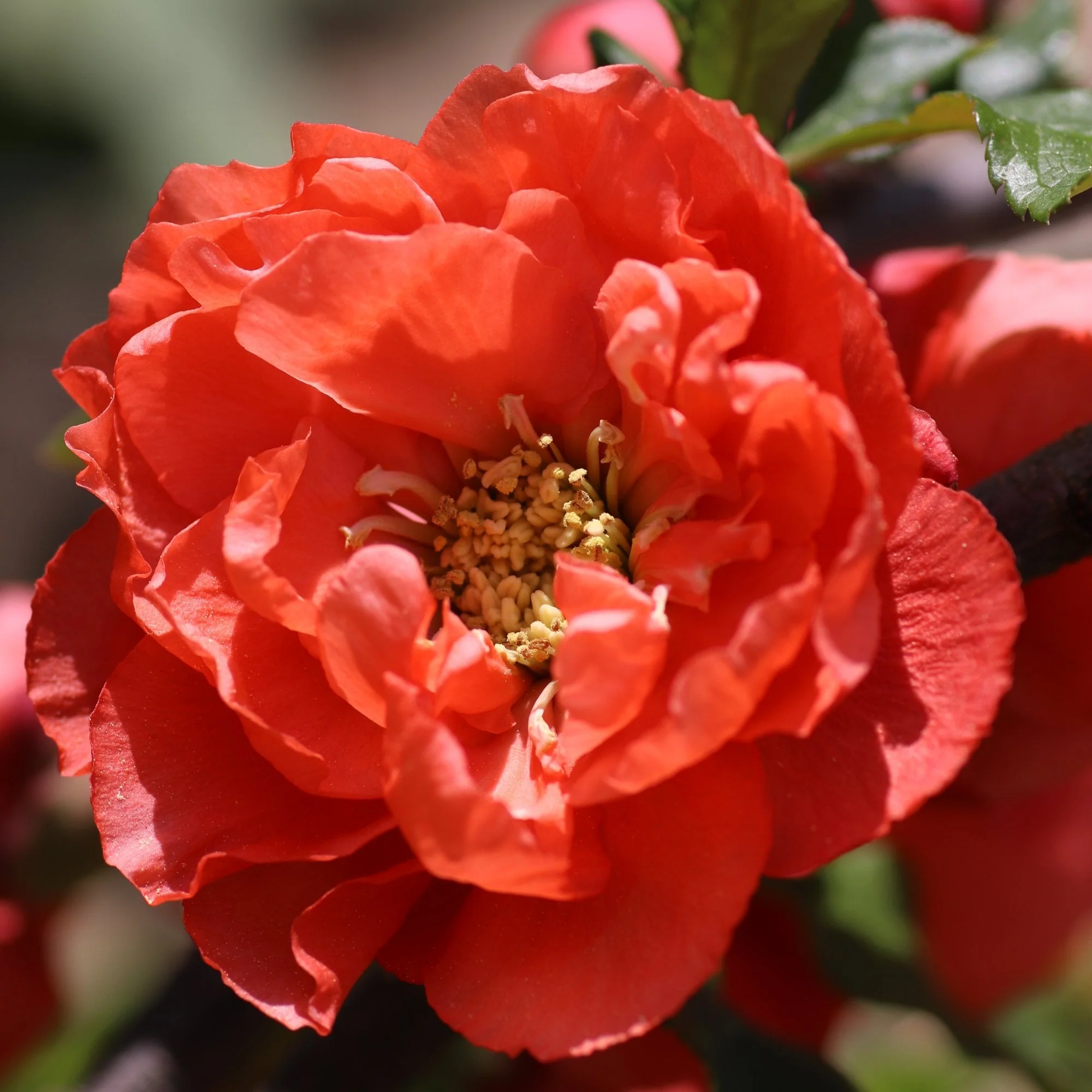 Chaenomeles speciosa 'Mango Storm'