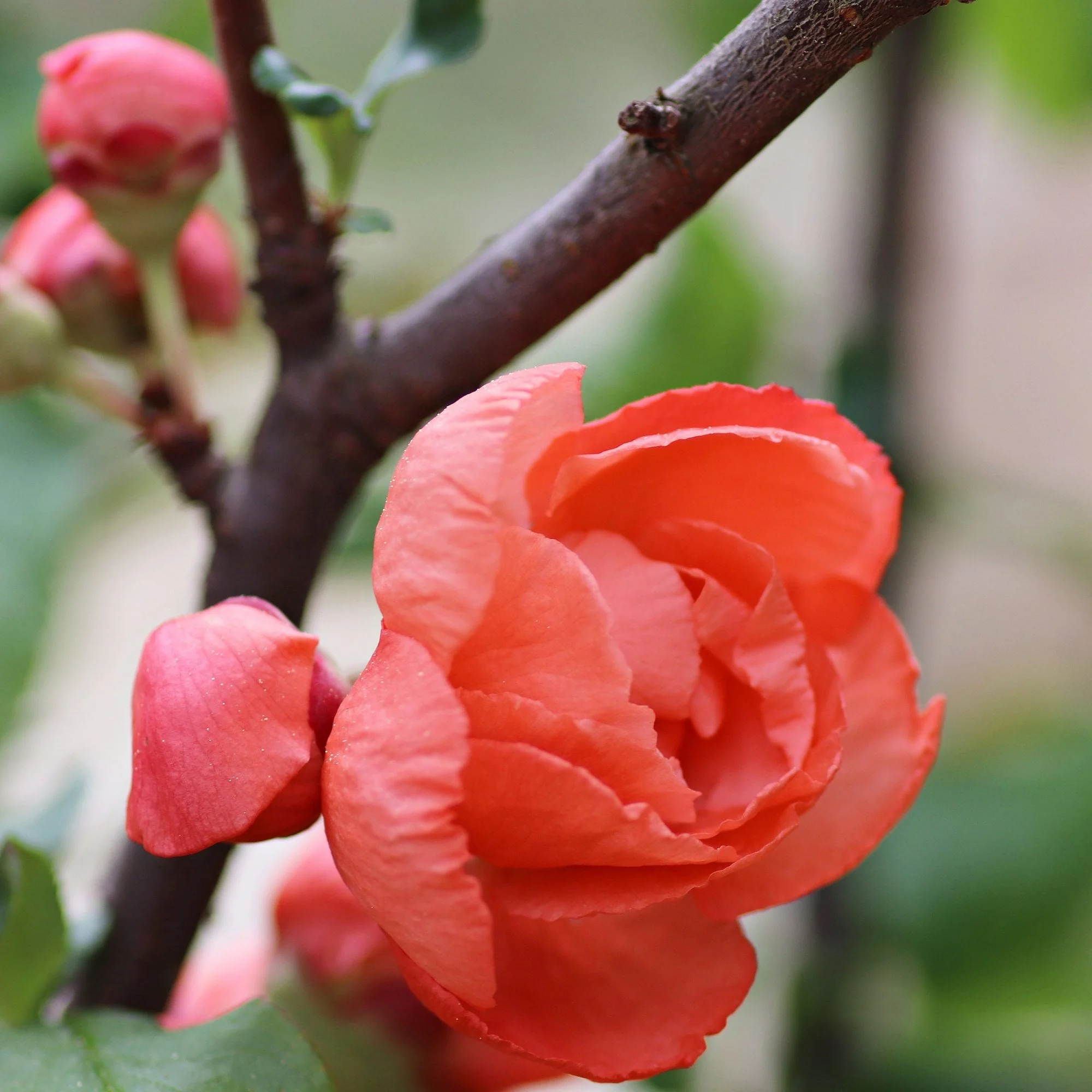 Chaenomeles speciosa 'Mango Storm' - Image 2