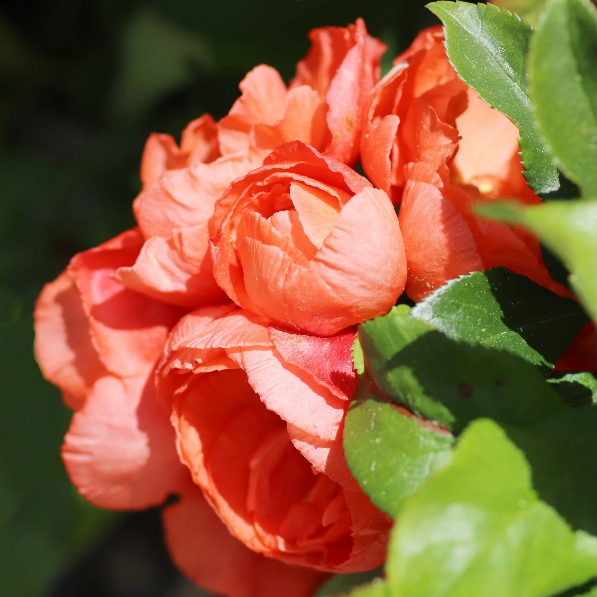 Chaenomeles speciosa 'Mango Storm' - Image 3
