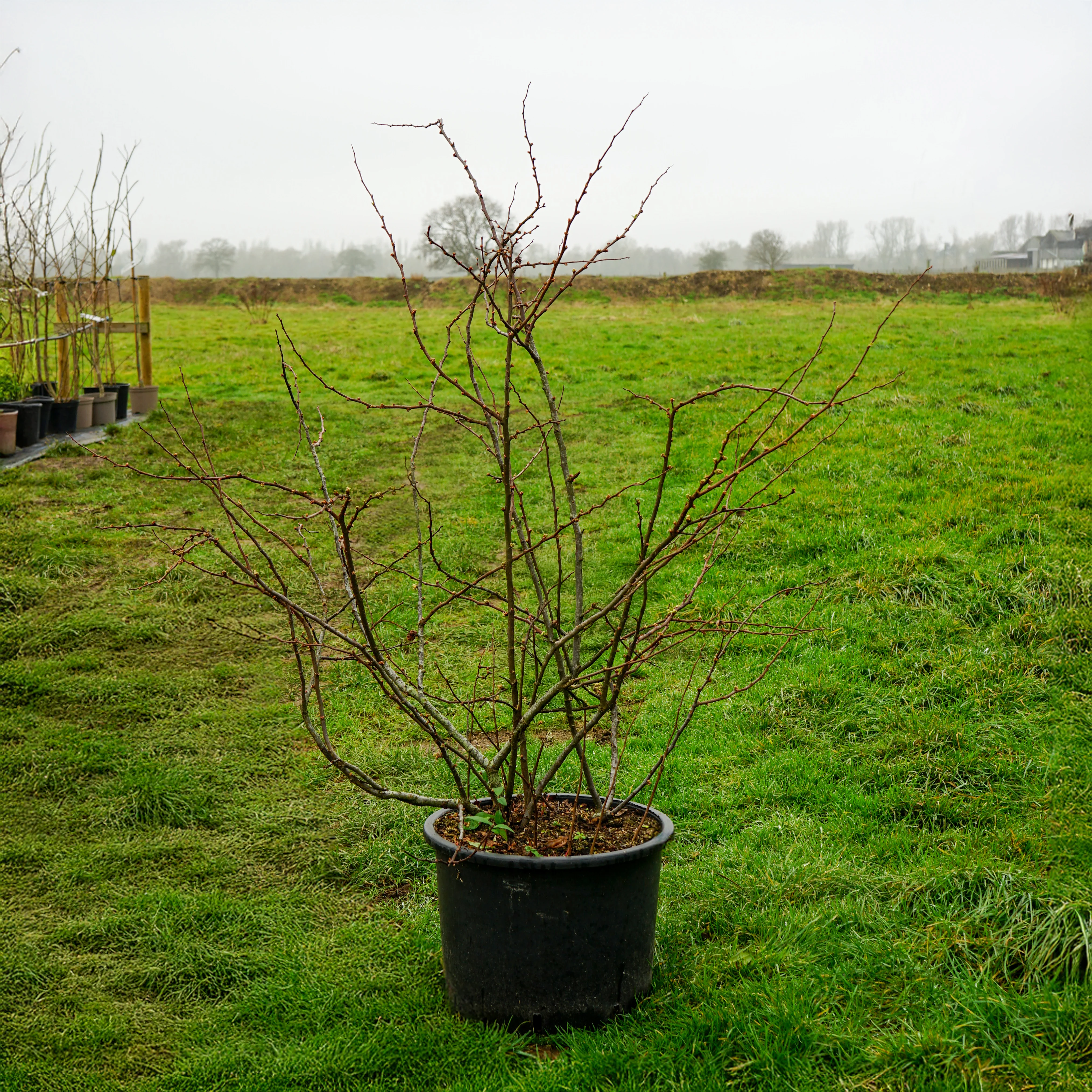 Chaenomeles speciosa 'Mango Storm' - Image 4