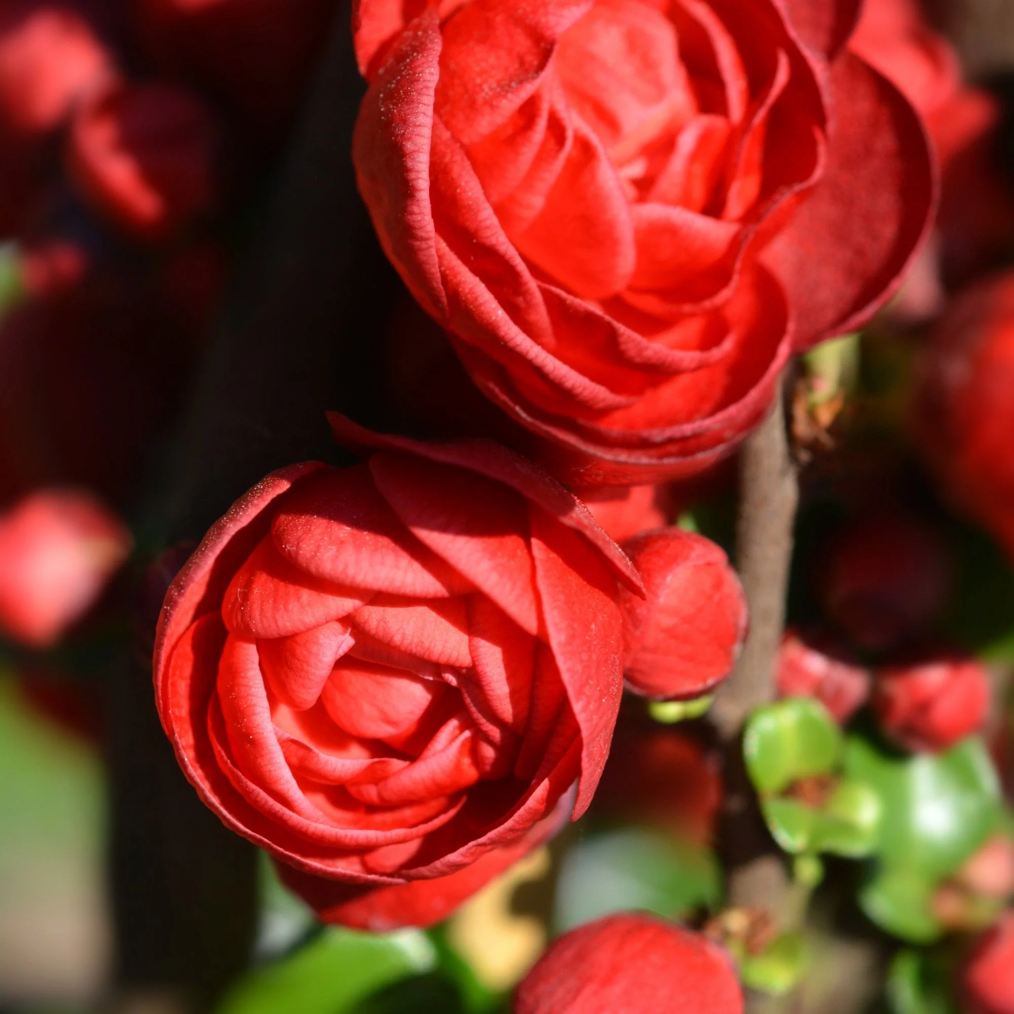 Chaenomeles speciosa 'Scarlet Storm' - Image 2