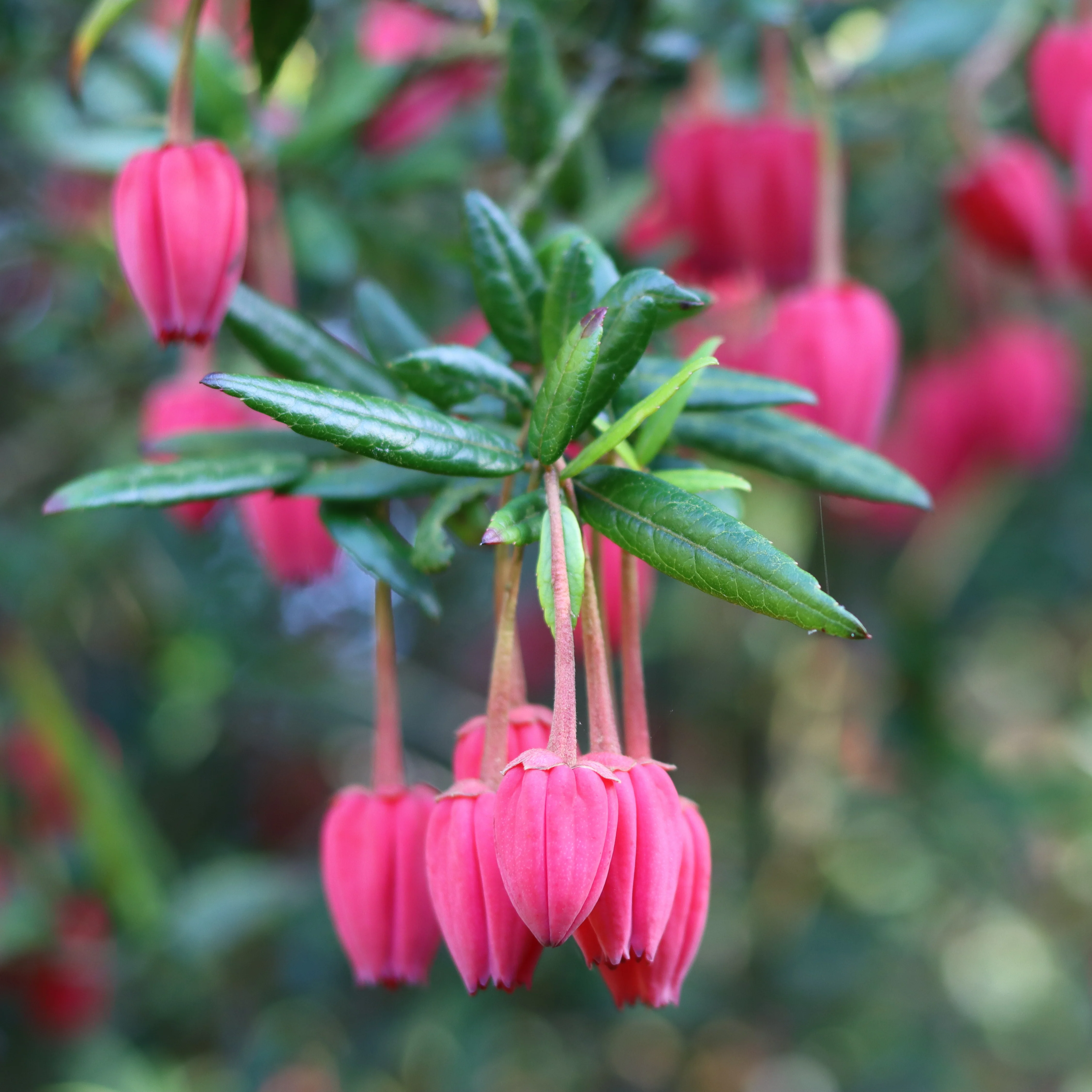 Crinodendron hookerianum