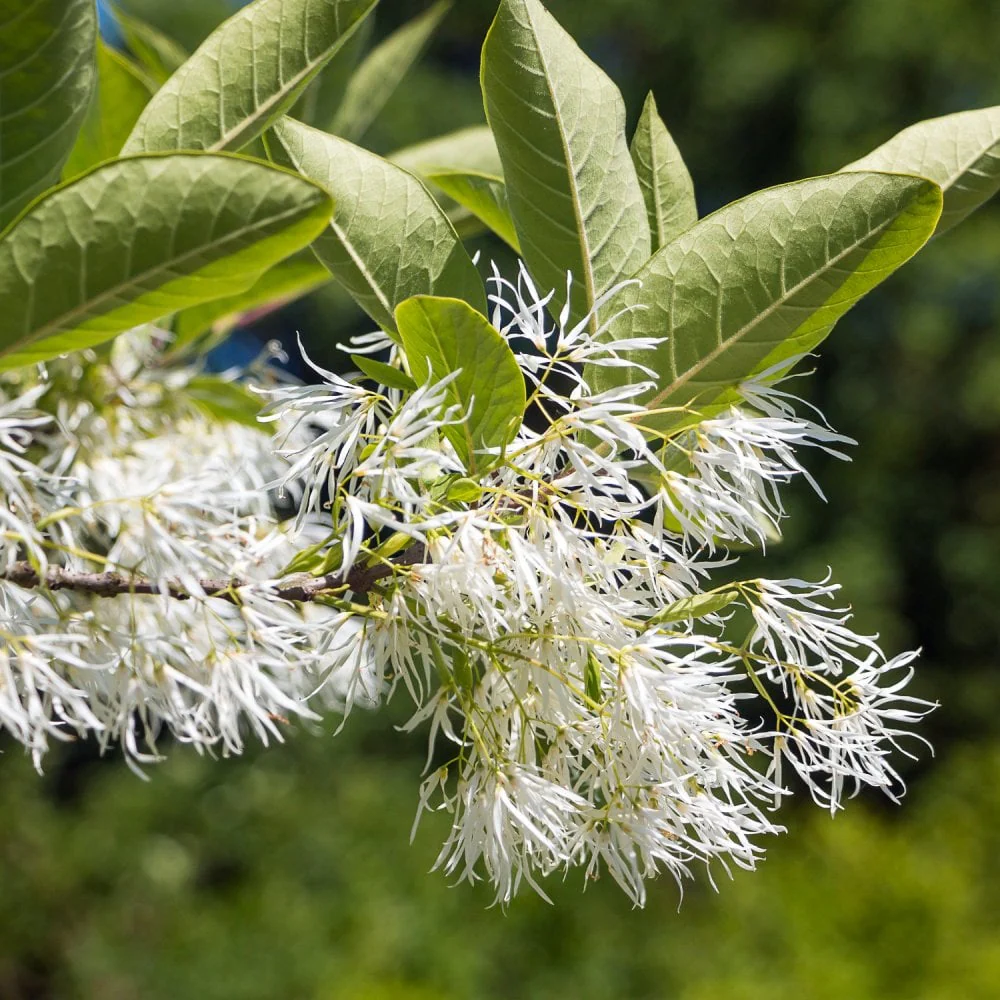 Chionanthus virginicus Tree