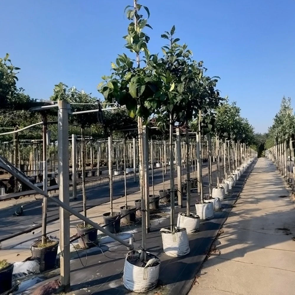 Chionanthus virginicus Tree - Image 2