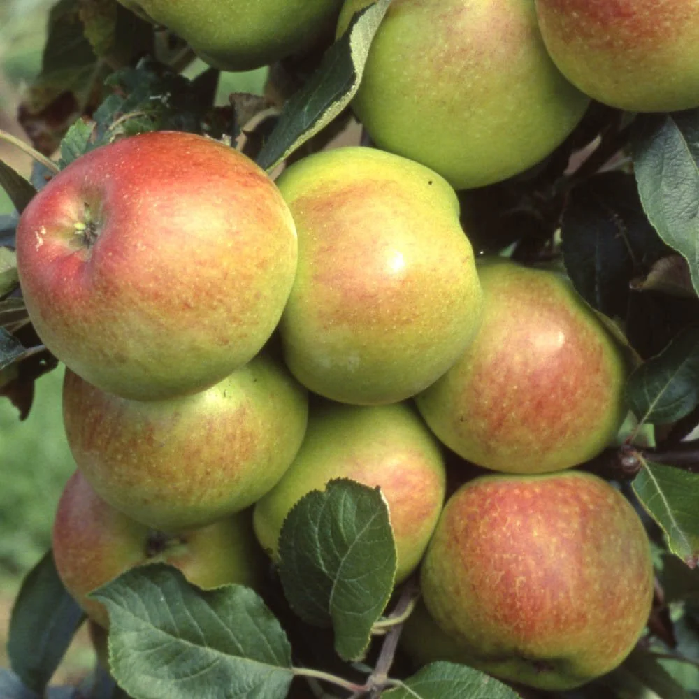 Chivers Delight Apple Tree